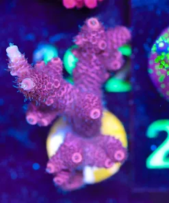 Wysiwyg X-Large Millepora Acropora Frag [F187]