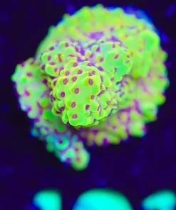 Wysiwyg Reef Raft Banana Split Acropora Frag [F191]