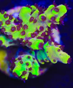 Wysiwyg Reef Raft Lemon Demon Acropora Frag [F194]