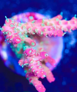 Wysiwyg ARC Vivid Confetti Acropora Frag [F199]