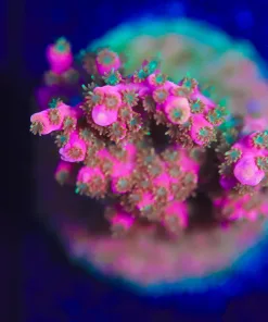 Wysiwyg ARC Vivid Confetti Acropora Frag [F203]