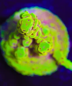 Wysiwyg Reef Raft Banana Split Acropora Frag [F204]