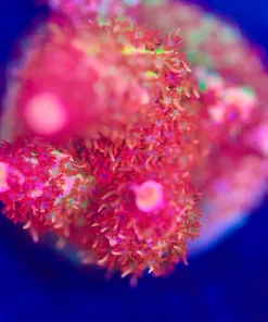 Wysiwyg Large Top Shelf Aquatics Princess Peach Acropora Frag [F206]