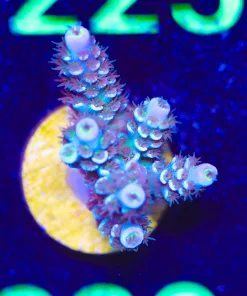 Wysiwyg Blue Acro Frag [F220]