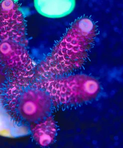 Wysiwyg Raspberry Sunset Acropora Millepora Frag [F223]