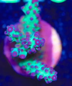 Wysiwyg Venom Acropora Frag [F224]