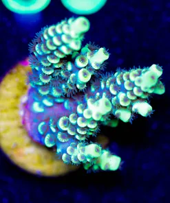 Wysiwyg X-Men Acropora Frag [F225]