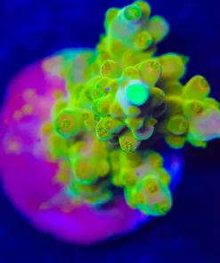 Wysiwyg Golden Budha Acropora Frag [F237]