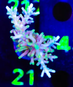 Wysiwyg Large Golden Dragon Acropora Carduus Frag [F212]