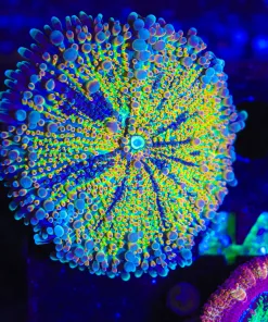 Wysiwyg Massive Rainbow Yuma Coral [F43] *free shipping*