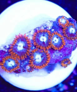 Fire N Ice Zoanthid Frag (Row #9)