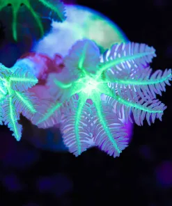 King Kong Clove Polyps ( Row 21:B)