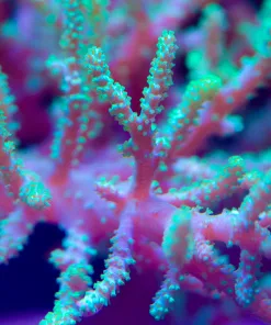 X Large Green Bonsai Frag - Wild Australian Leather Coral (Row #39)