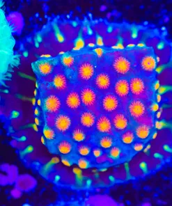 Party Crasher Cyphastrea Frag (Row #43)