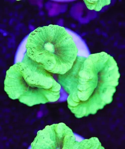 Large Kryptonite Trumpet Coral Frag (Row #44)