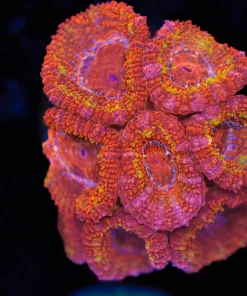 XL Orange Crush Acan Coral Frag (Row #51)