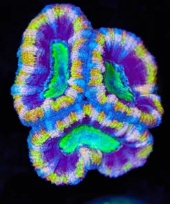 Golden Pharoh Coral Frag (Row #51:B)