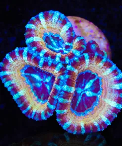 Blue Striped Tiger Acan Frag (Row #52)