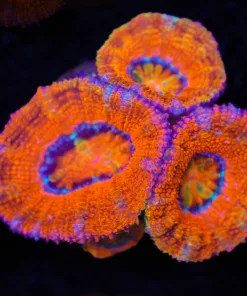 Tangerine Acan Frag (Row #53)