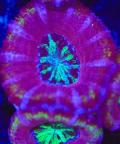 Time Traveller Acan Frag (Row #54)