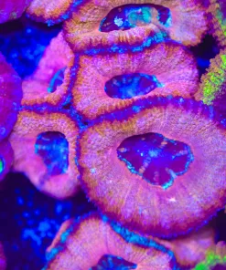 Mistl Cloud Acan Frag (Row #55)