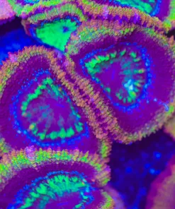 Ultimate Cosmo Acan Frag (Row #56)