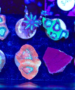 Wysiwyg 8 Piece Frag Pack (FP1) *Max 1 frag pack per order*