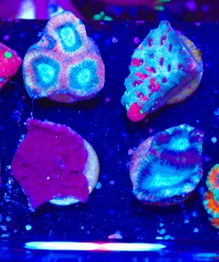 Wysiwyg 8 Piece Frag Pack (FP4) *Max 1 frag pack per order*