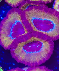 Implosion Acan Frag (Row #57)
