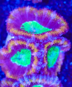 Golden Samurai Acan Frag (Row #57:B)