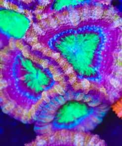 Willy Wonka Acan Frag (Row #58)