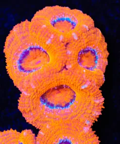 Orange Crush Acan (Row #59)