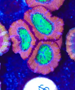Minty Mouth Acan Frag (Row #59:B)