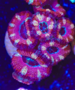 Pink Stripped Acan Frag (Row #61)