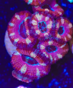 Pink Stripped Acan Frag (Row #61)