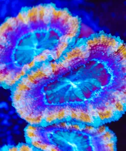 Golden Blue Acan Frag (Row #61:B)