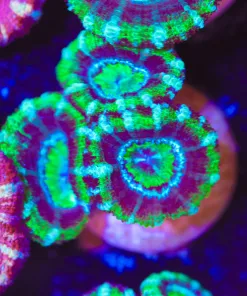 Green Grape Acan Frag (Row #62:B)
