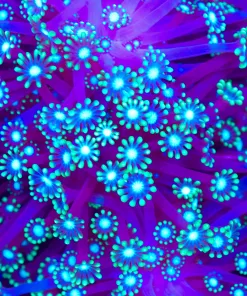 Branching Alveopora Coral *rare* (Row #66)