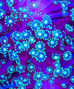 Branching Alveopora Coral *rare* (Row #66)
