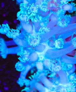 Blue Ice Leopard Gonipora Frag (Row #69)