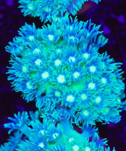 Daisy Flowerpot Coral Frag (Row #70)