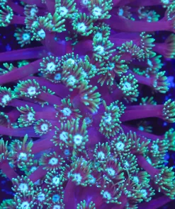 Long Tentacle Flowerpot Coral (Row #72)