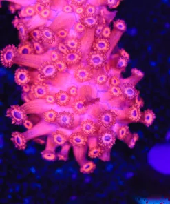 Ruby FLowerpotCoral Frag (Row #72:B)