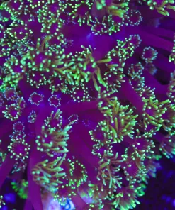 Purple Eggplant Flowerpot Frag(Row #74:B)