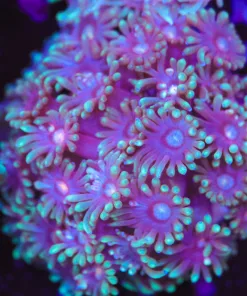 UNique Two Tone Flowerpot Frag (Row #75)