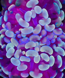 Branching Hammer Coral Frag (Row #76:B)