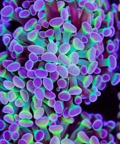 Rainbow Acid Trip Hammer Coral Frag (Row #77:B)