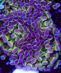 Ultimate Hammer Coral Frag (Row #80:B)
