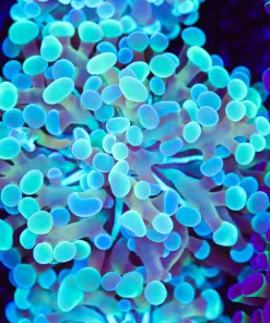Two Tone Blue Green Hammer Coral Frag (Row #81:B)