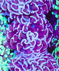 Unique Hammer Coral Frag (Row #78)